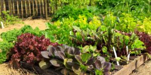 jardin