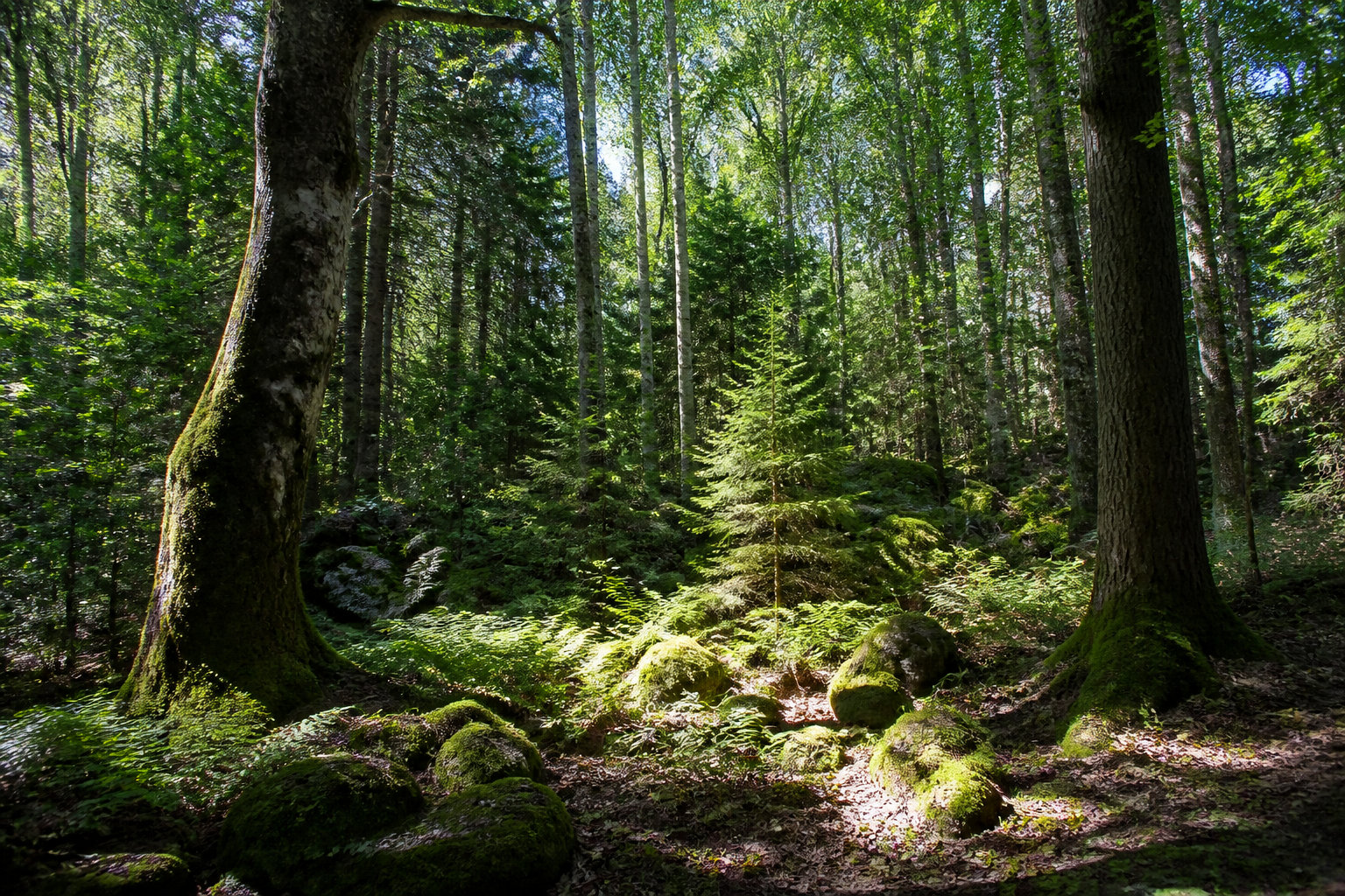 Investir dans la forêt française : un actif tangible au service de la transition écologique